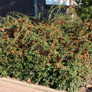 Skalník Dammerov (Cotoneaster dammeri) ´SKOGHOLM´ – šírka 20-40 cm, kont. C2L